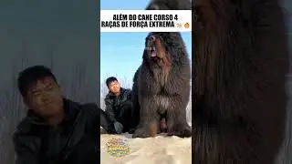 Al&eacute;m do Cane Corso 4 ra&ccedil;as de for&ccedil;a extrema 🐕🔥
