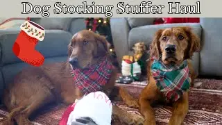 What&rsquo;s Inside Our Dog&rsquo;s Christmas Stocking? | Dog Treat Christmas Gifts Stocking Ideas