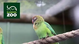 Blackpool Zoo vlog | July 2022
