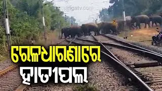ରେଳଧାରଣାରେ ହାତୀପଲ | Herd of 30 elephants spotted crossing railway track in Turekela