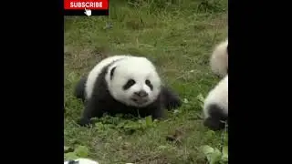 cute baby panda voice #shorts #ytshorts