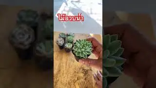Succulents are beautiful as ornamental plants and make great gifts. #homefarming #garden #succule...