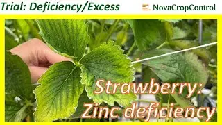 Deficiency/Excess trial Strawberry: zinc deficiency