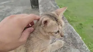 Fun cat part 7 India