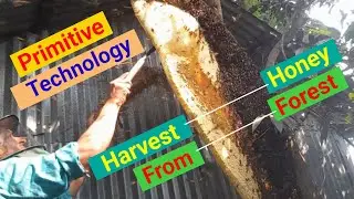 Primitive Technology: Harvest Honey From Natural Honeycomb | Survival In The Rainforest | Wild Honey