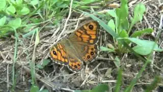 Mauerfuchs 2016