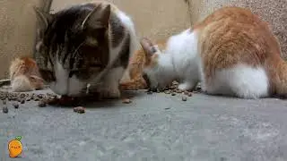 Feeding 30+ Rescue Cats: The Buffet Chaos! 🐱