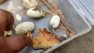Silk Moth Conservation