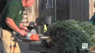 Caring for Your Fresh Cut Christmas Tree: Waterloo Gardens
