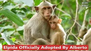 Finally Abandoned Baby Monkey Elpida Officially Adopted By High Rank Monkey Alberto in Wild Troop