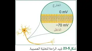 تدريبات الجهاز العصبي 9