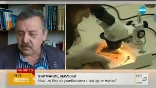 Какво да правим след ухапване от кърлеж - Здравей, България (06.06.2018г.)