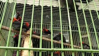 Small Black Birds Orange Heads Pramuka Animal Market Indonesia