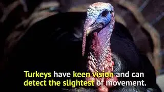 Fun Turkey Facts  - Texas Parks and Wildlife