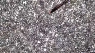 The earthworm an annelid worm