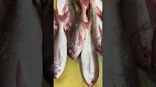 Fish prices -  Peliyagoda Fish market-2025-10-04 #malupola #fishprices