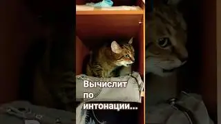 Женщина слушает#цитатыстэтхэма #cat #юмордлявзрослых