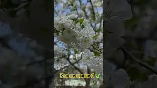 #Москва#россия#moscow#russia#цветы#цветение#настроение#flower#весна#2025#spring