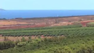 Maui Coffee Company - Hawaii TV Network