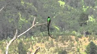 Red-billed Streamertail with a little tail action: Jamaica