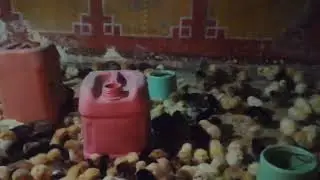 اليوم التاني هنستعمل انهاردة الكالسيوم لكل لتر ميه ٢ سنتي من الكالسيوم صلوا على النبي الحبيب محمد