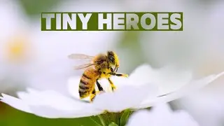 🐝 Honey Bees: Nature&rsquo;s Tiny Heroes! 🌼┊66 Seconds Animals