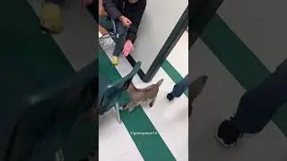 Goat Came to School😍