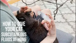 How to GiveYour Cat Subcutaneous Fluids at Home