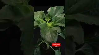 sunflower growing time lapse/how to grow sunflower plant at home.
