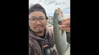 Blues at Manasquan Inlet, NJ 5-24-25