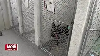 Allen County named Ohio&rsquo;s Top Dog Warden Facility for 2025