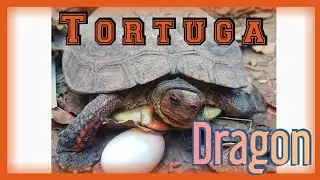Cuidados basicos de la TORTUGA DRAGON (Rinoclemmys pulcherryma)