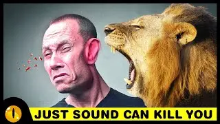 10 Loudest Animals in the world (and one can kill you!)