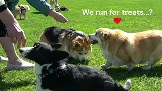 Epic Moments of Corgi Dog Race Practice! #corgi #corgiphoto #corgirace