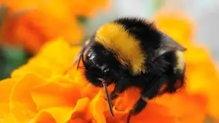 Top 10 Fastest Insects Wings
