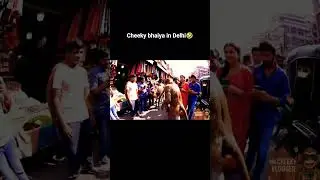 Cheeky Bhaiya taking over Delhi streets 😂 #monkeyvlog #streetvlog #viralshorts