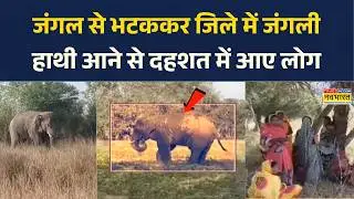 Bihar News: जंगल से भटककर औरंगाबाद जिले में जंगली हाथी के आने से मचा हरकम, फिर जो हुआ....