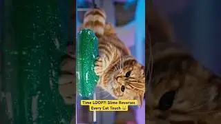 Time LOOP?! Slime Reverses Every Cat Touch😹 | Mind-Bending Short #cat #viral #youtubeshorts #kitten