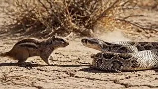 Tiny but Fearless vs Deadly Cobra | Desert Survival Battle