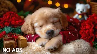 12 Hours of Soothing Dog Music for Relaxing Left Home Alone🐕&zwj;🦺Calming Music for Dogs to Sleep