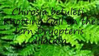 How to pronounce Chirosia betuleti, Knotting Gall on the fern Dryopteris dilatata in English?