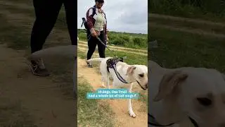 thePack goes hiking with 10 dogs! #dogsinnature #dogshorts #pets #canineenrichment