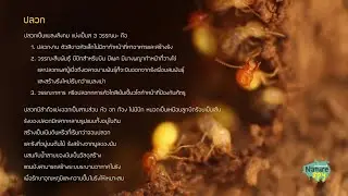 ความรู้เรื่องปลวก