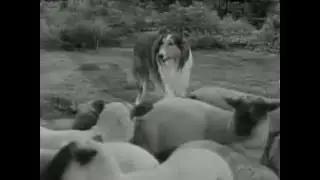 Lassie stunts ep 18 Lassie and sheep 1