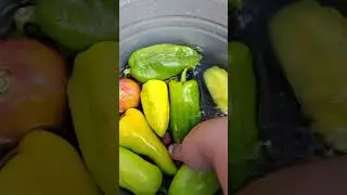 #fast #harvest#vegetablegarden#recipes#eggplant#top