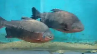 Underwater fish tunnel exhibition @vijayawada