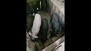 alaga kong baboy 🥰 noon gusto ko ulit mkabili pag my extrang Pera na😁🥰