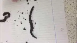 worm locomotion