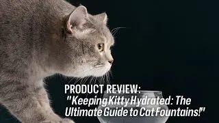 Keeping Kitty Hydrated: The Ultimate Guide to Cat Fountains!