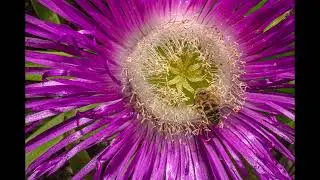 Spring Flowers of the Western Cape -  episode 1